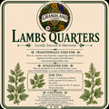 Lamb’s Quarters