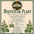 Beefsteak Plant