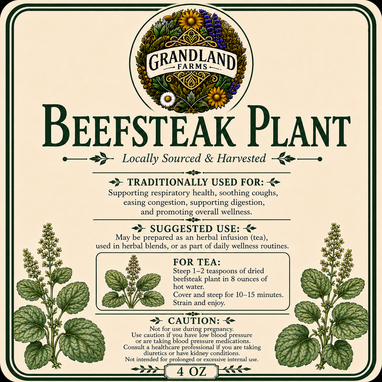 Beefsteak Plant